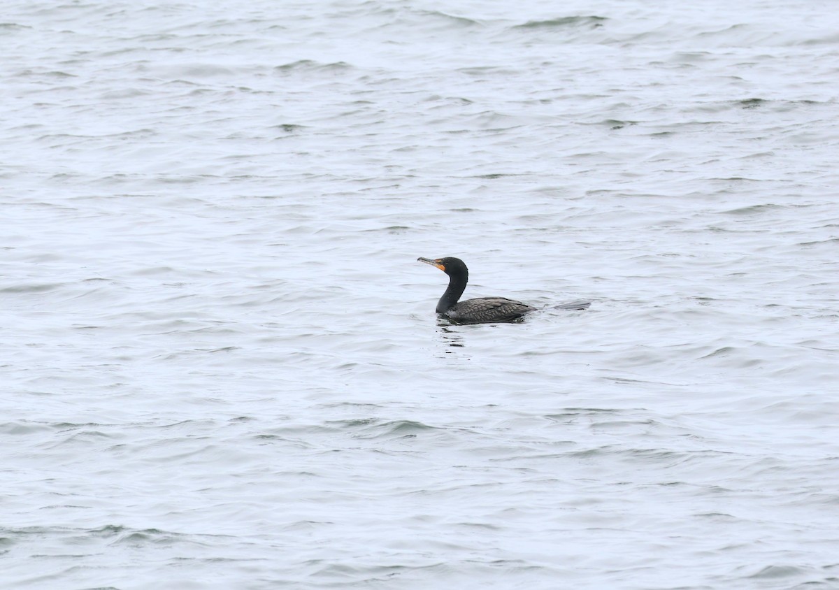 Double-crested Cormorant - ML620765161