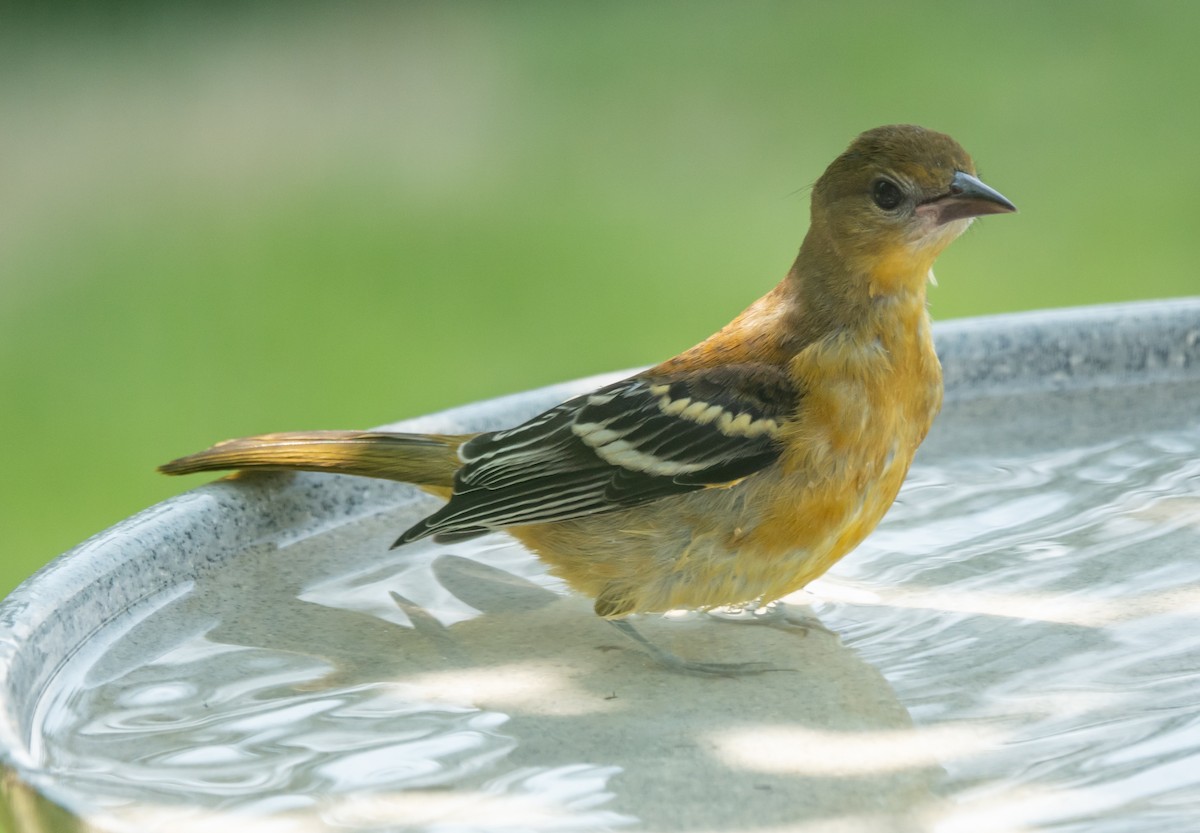 Baltimore Oriole - ML620765162