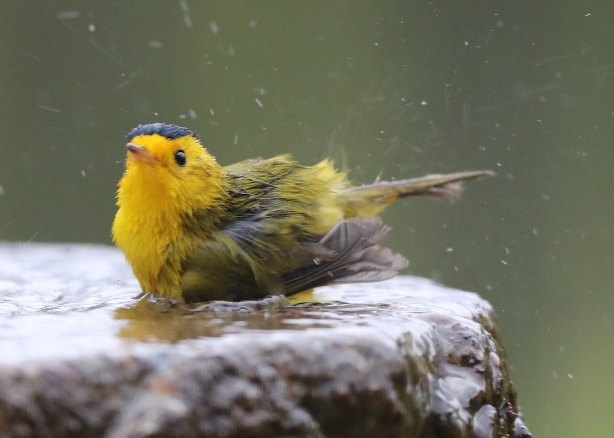 Wilson's Warbler - ML620765164