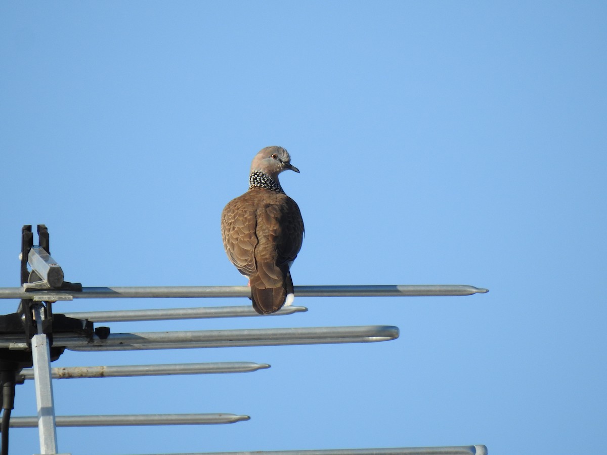 Spotted Dove - ML620765166