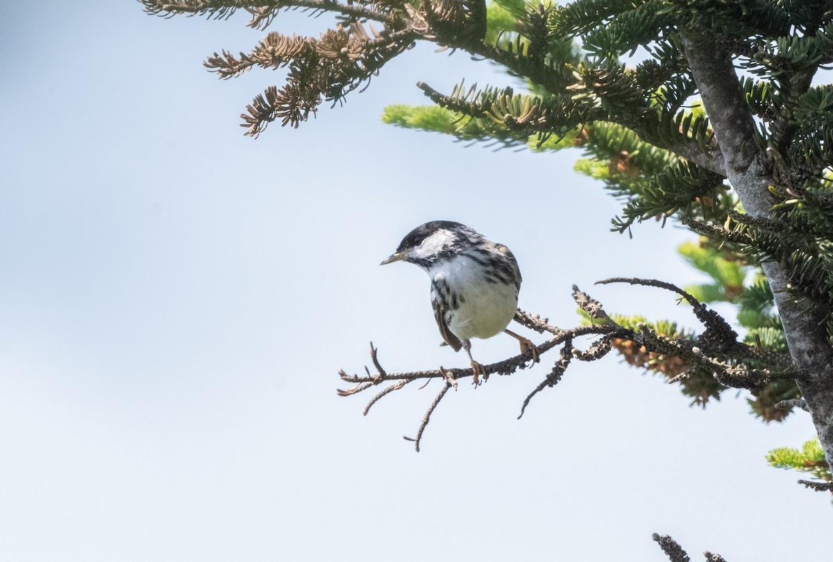 Blackpoll Warbler - ML620765167