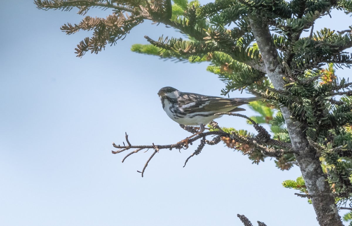 Blackpoll Warbler - ML620765168