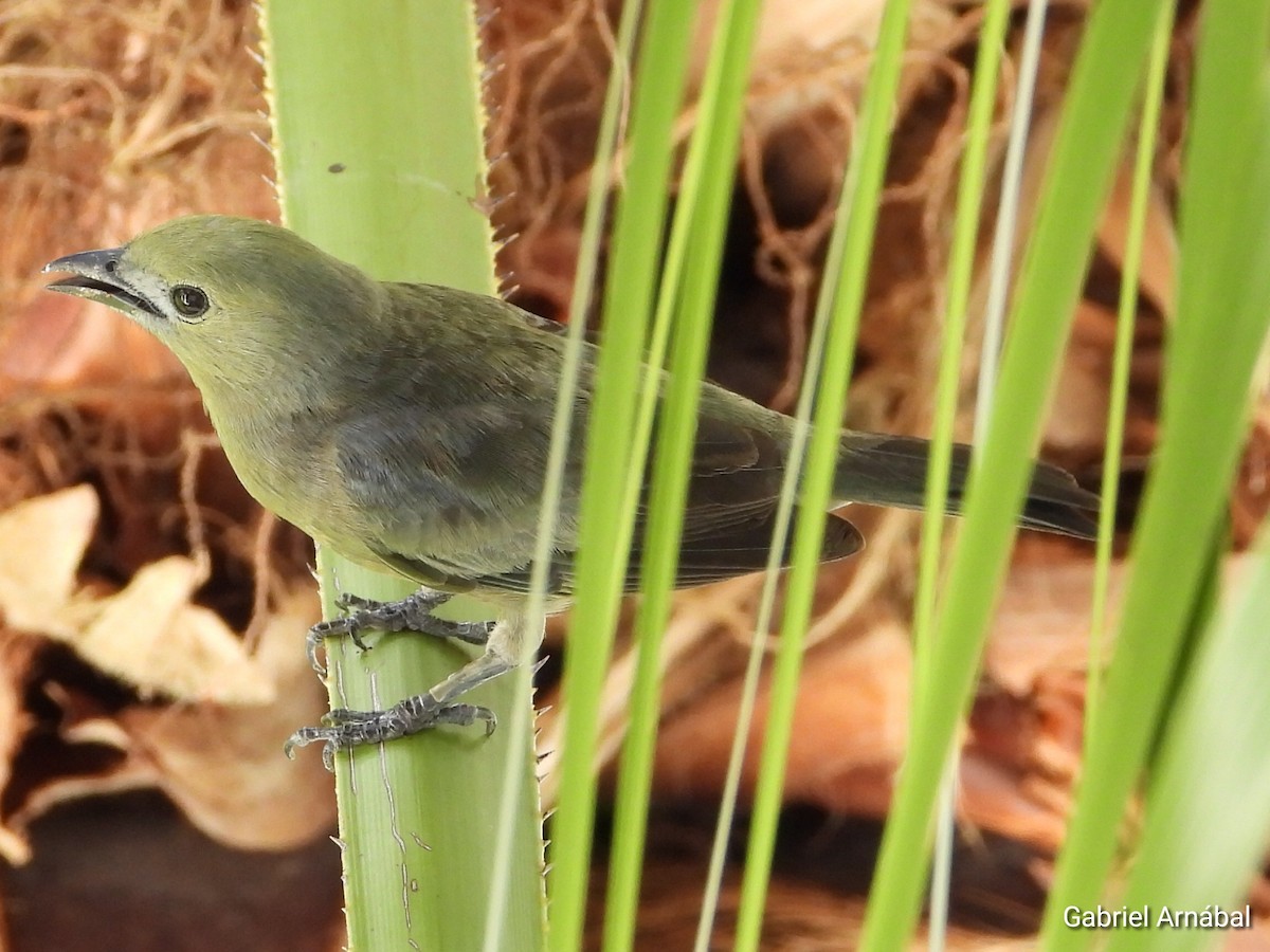 Palm Tanager - ML620765173