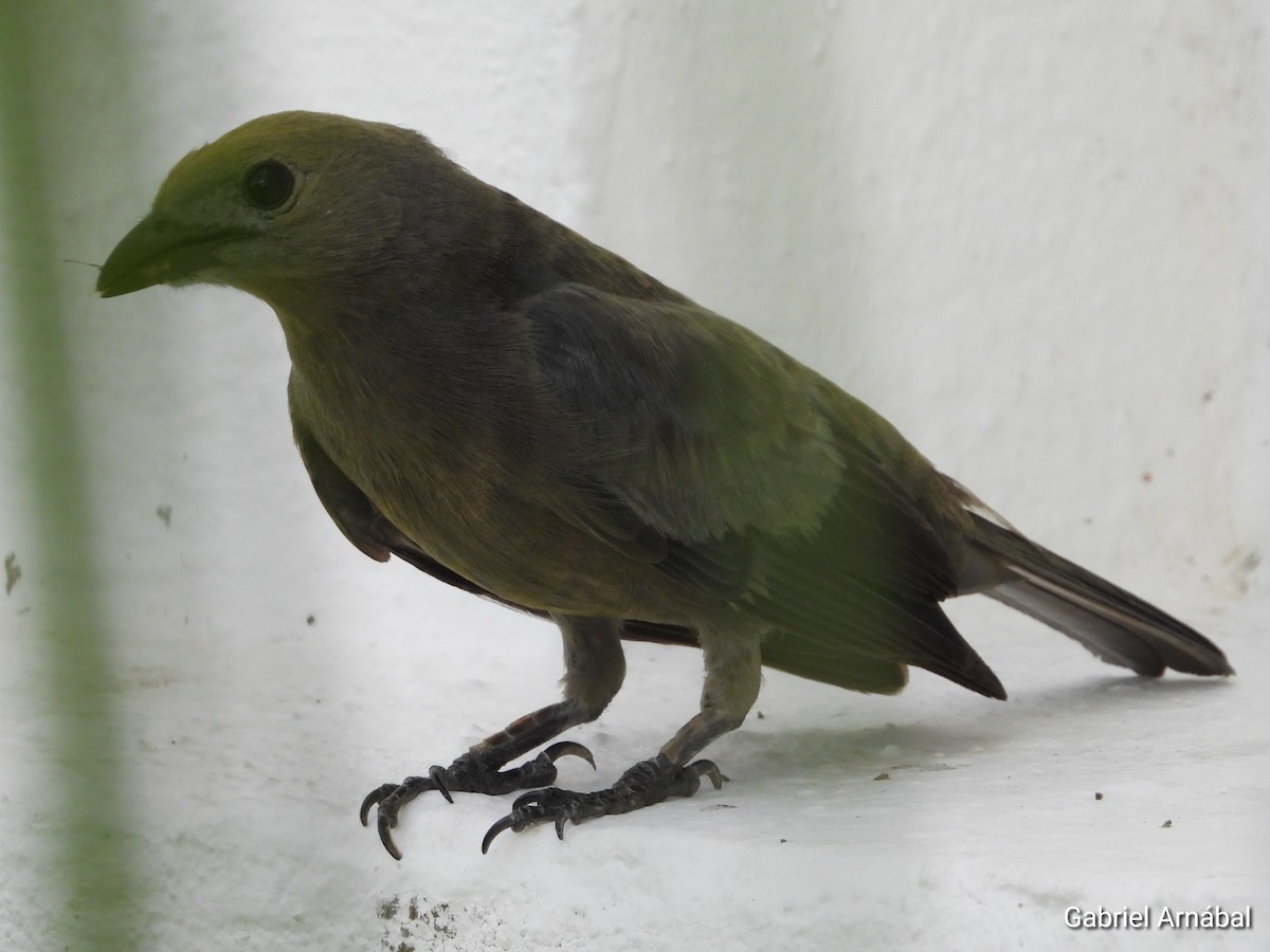 Palm Tanager - ML620765174