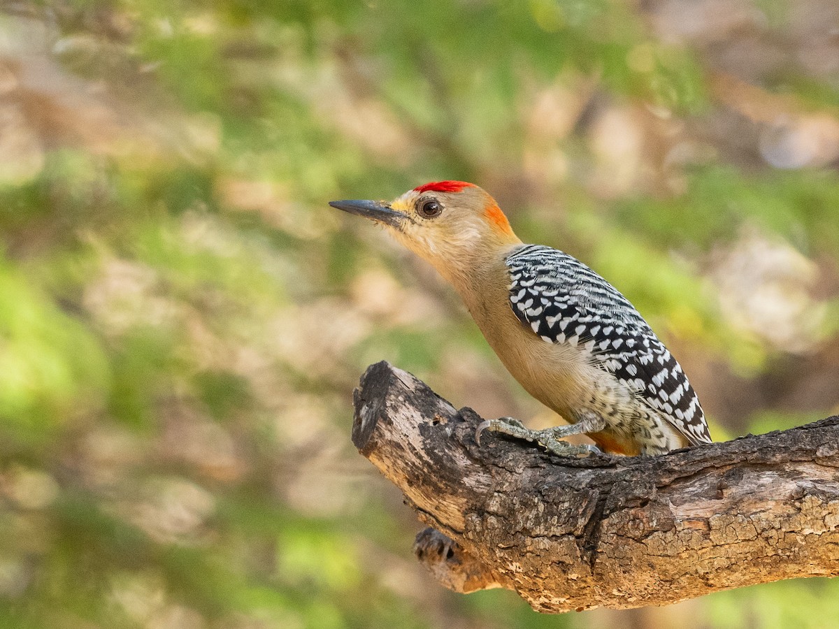 Red-crowned Woodpecker - ML620765175