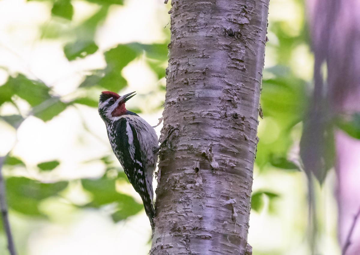 Yellow-bellied Sapsucker - ML620765177