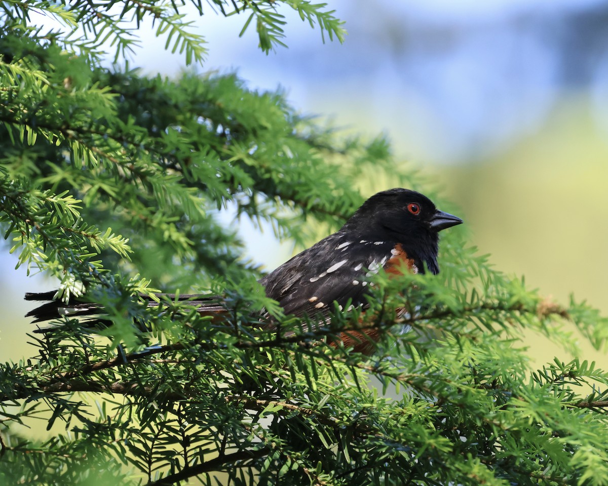 Spotted Towhee - ML620765181