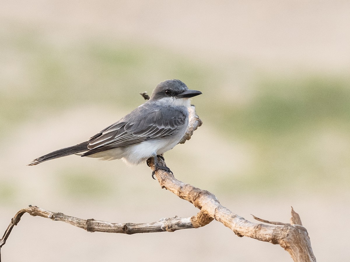 Gray Kingbird - ML620765182