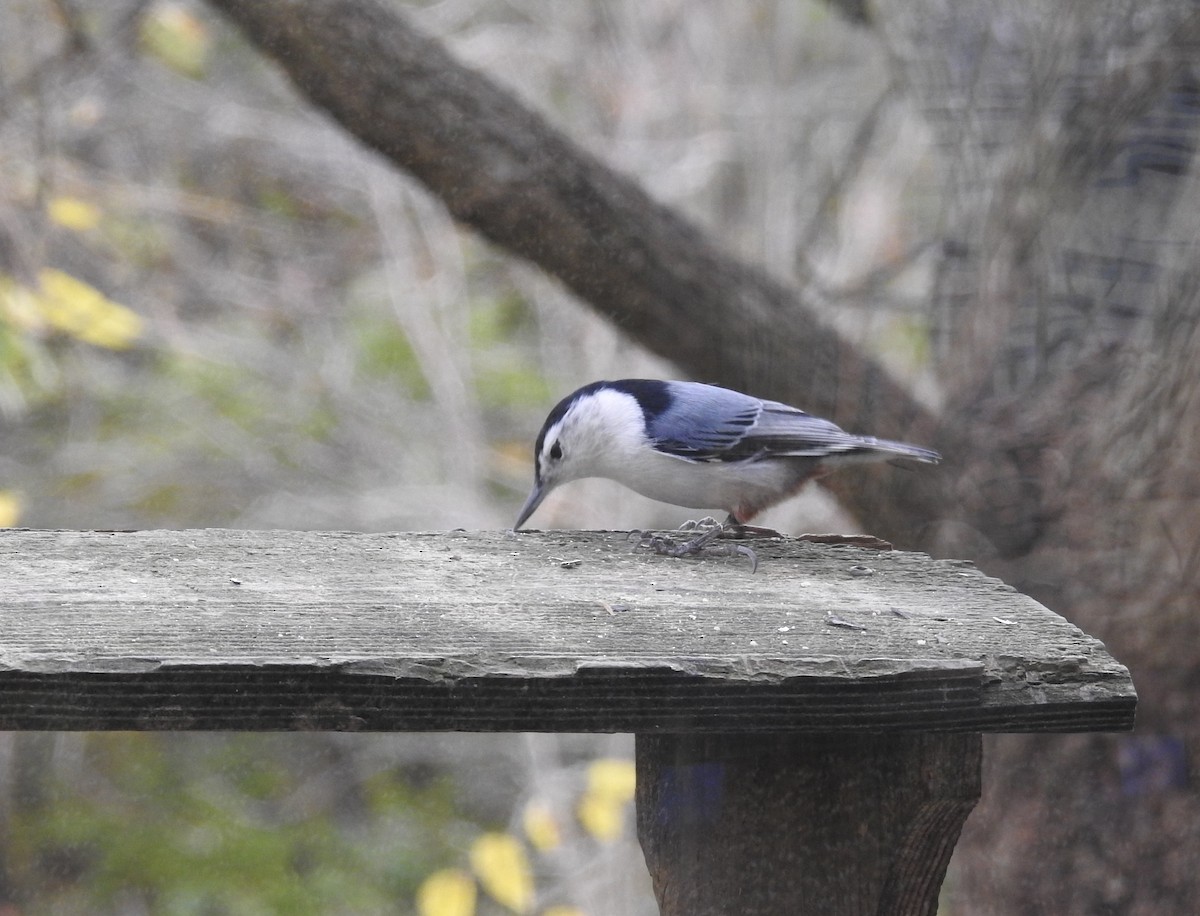 White-breasted Nuthatch - ML620765183