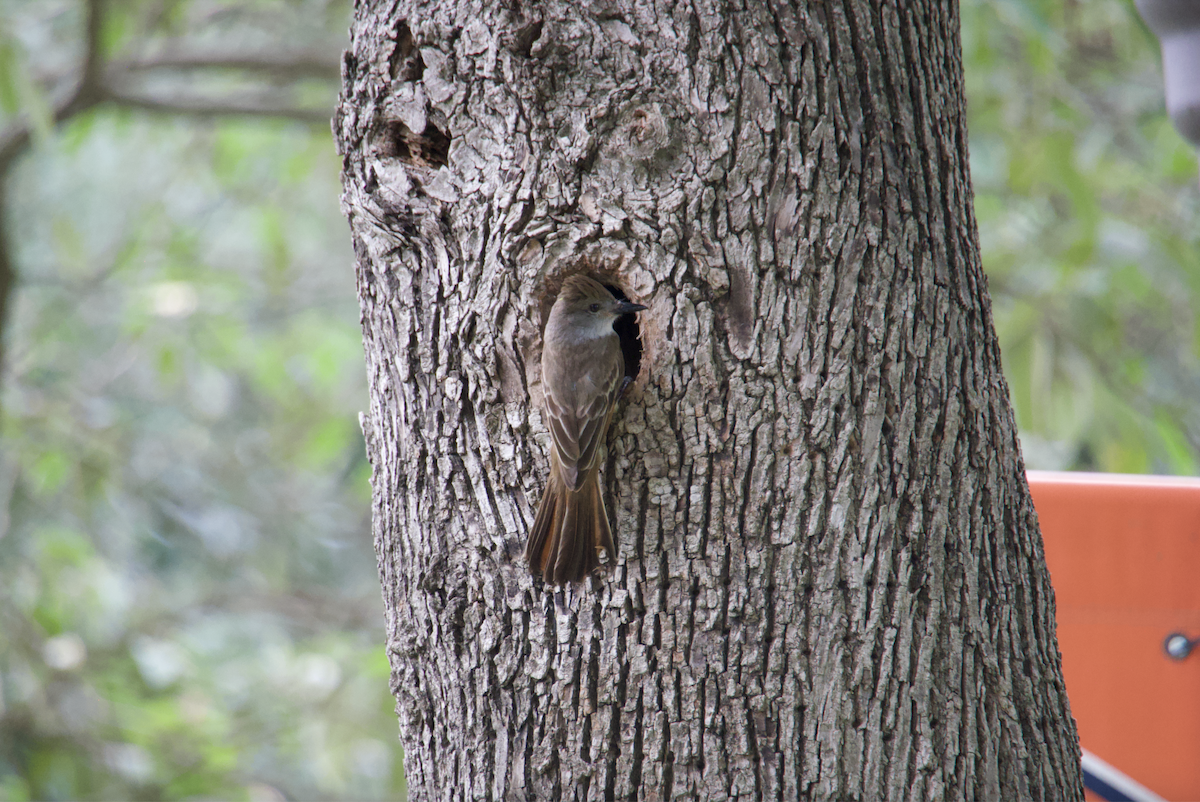 Brown-crested Flycatcher - ML620765186