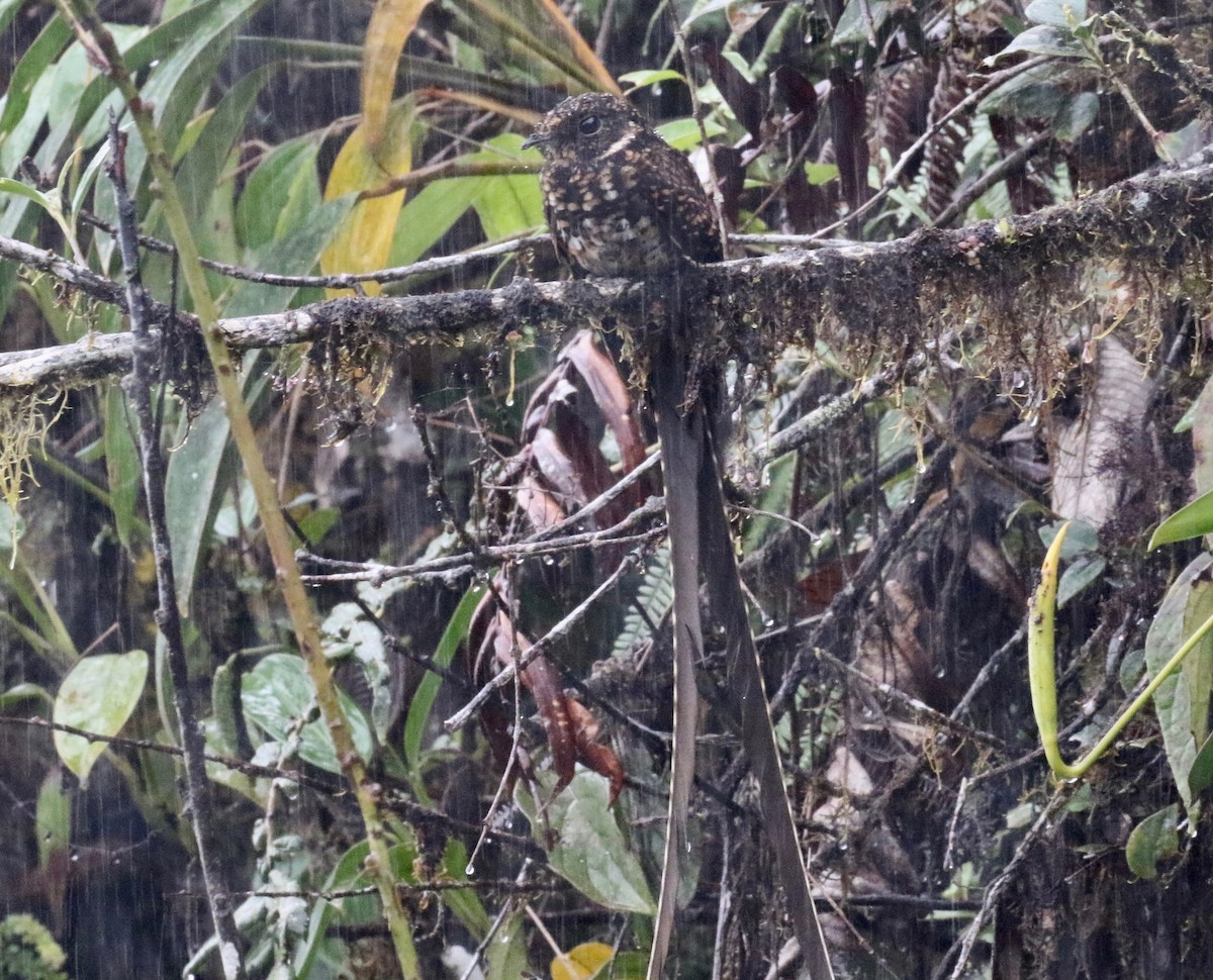 Swallow-tailed Nightjar - ML620765192