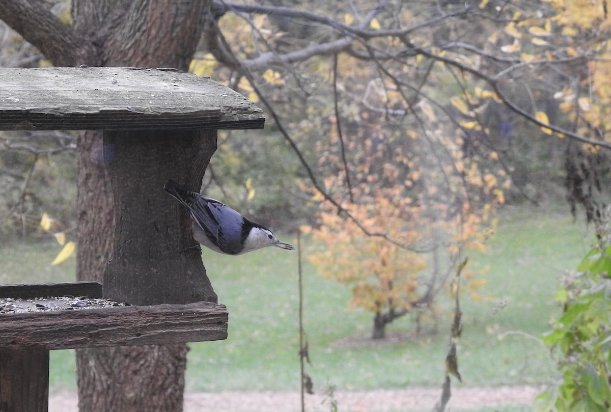 White-breasted Nuthatch - ML620765194