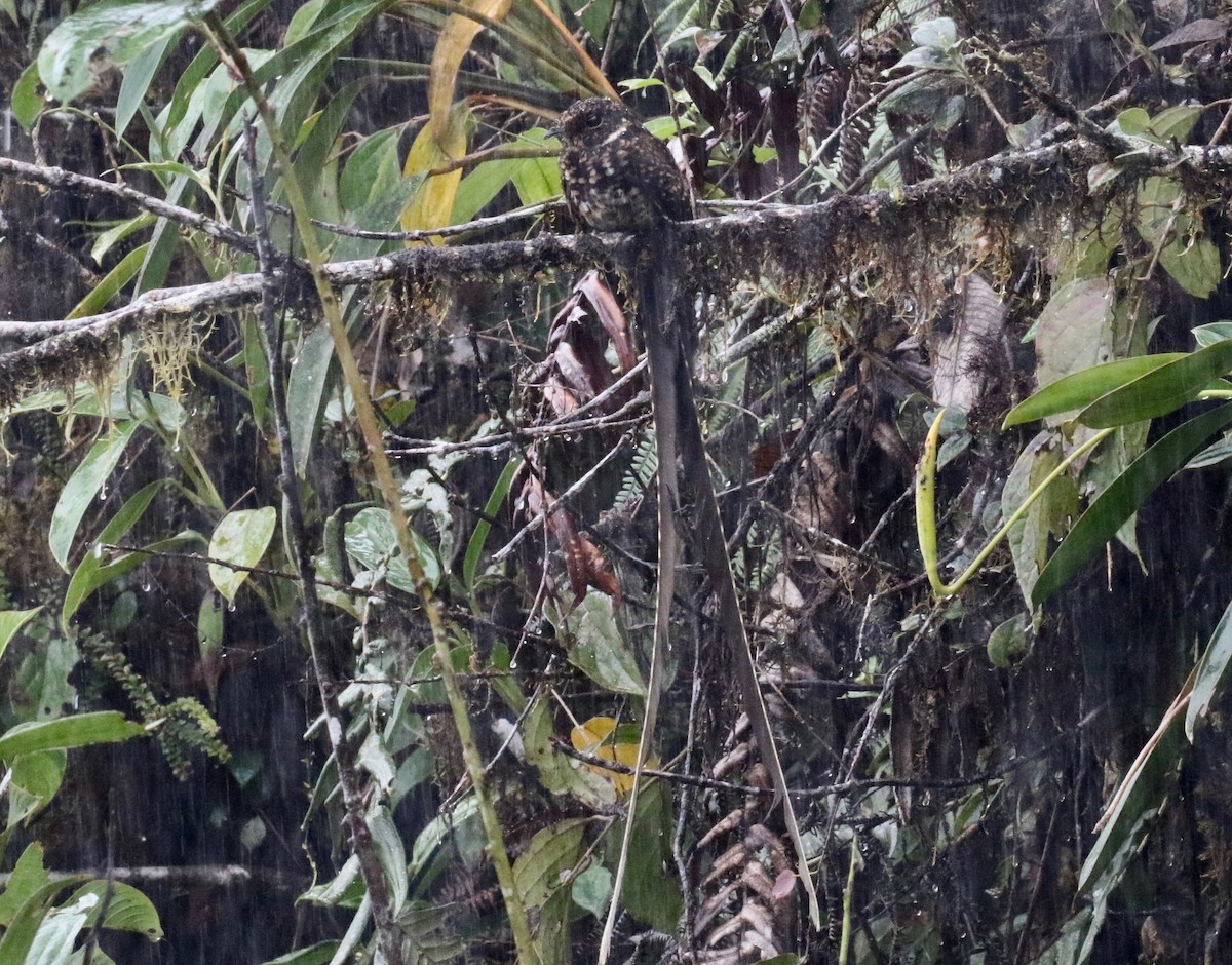 Swallow-tailed Nightjar - ML620765195