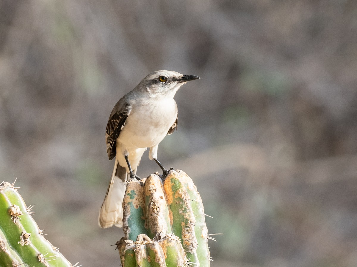 Tropical Mockingbird - ML620765196