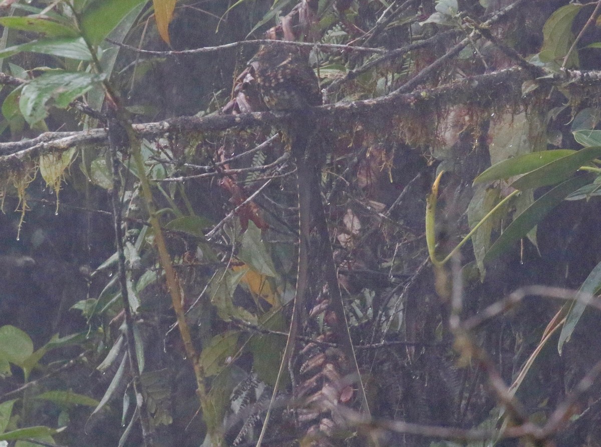 Swallow-tailed Nightjar - ML620765197