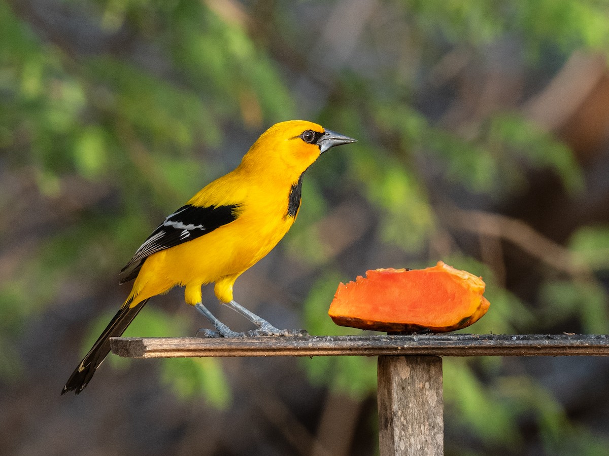 Yellow Oriole - ML620765205