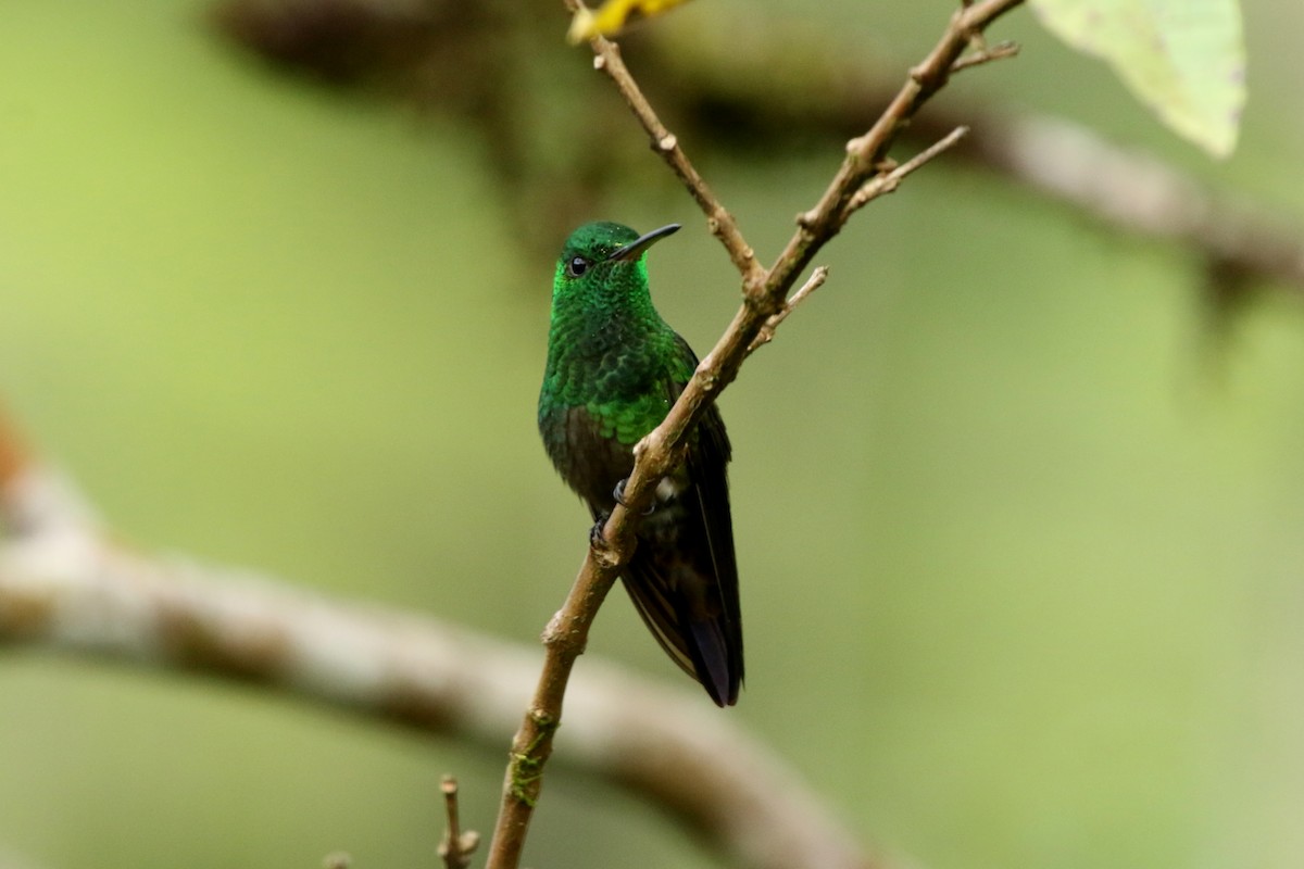 Green-bellied Hummingbird - ML620765206