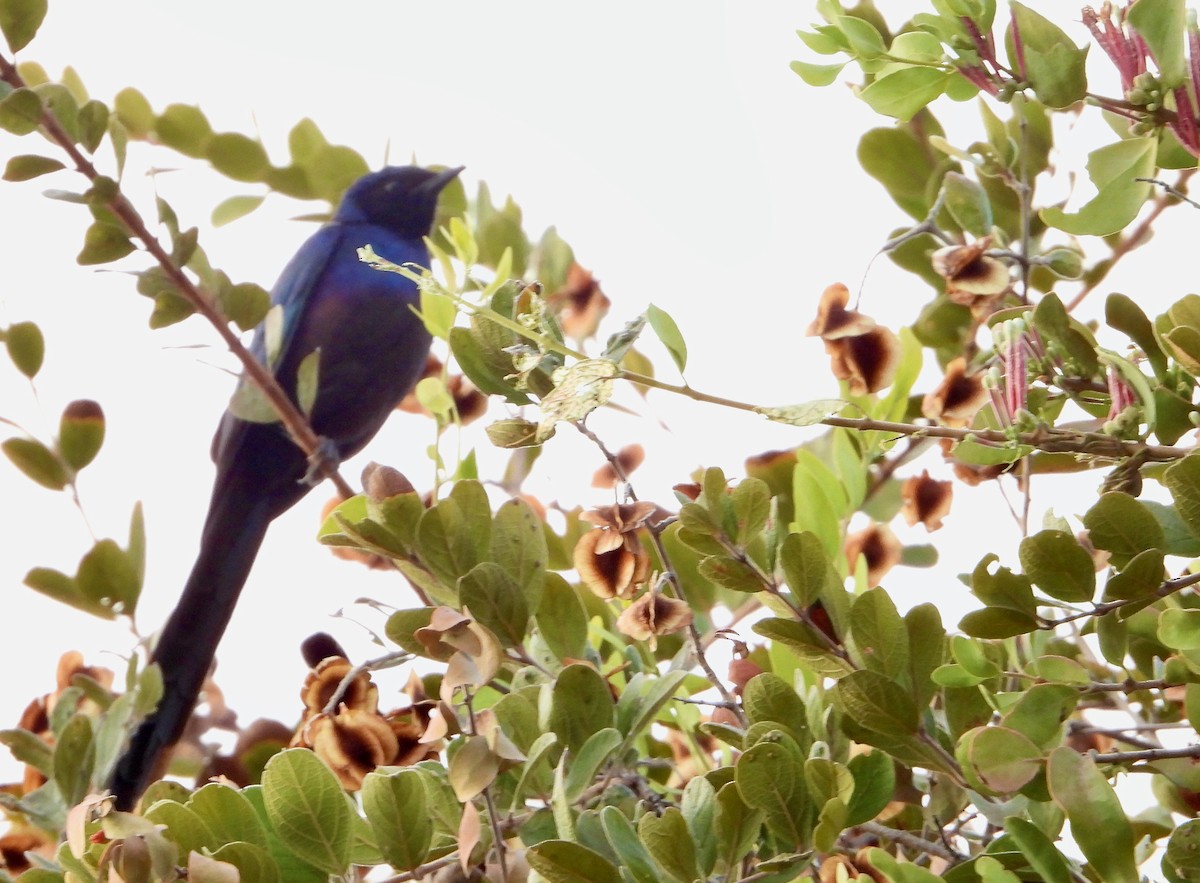 Meves's Starling - ML620765211