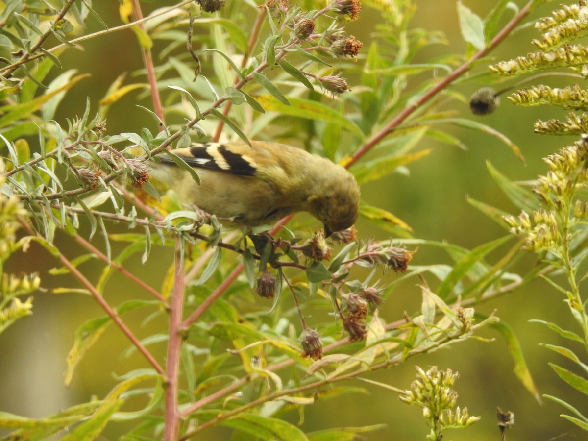 American Goldfinch - ML620765218