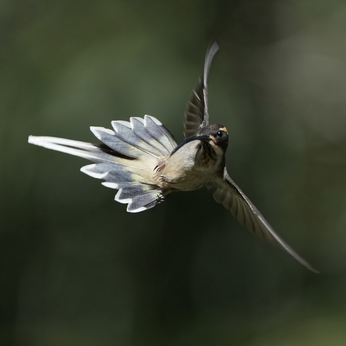 Scale-throated Hermit - ML620765219