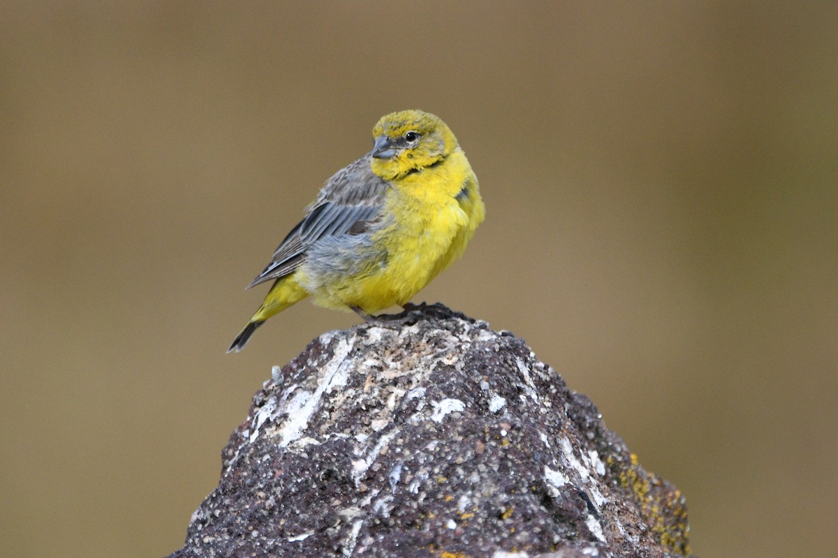 Bright-rumped Yellow-Finch - ML620765223