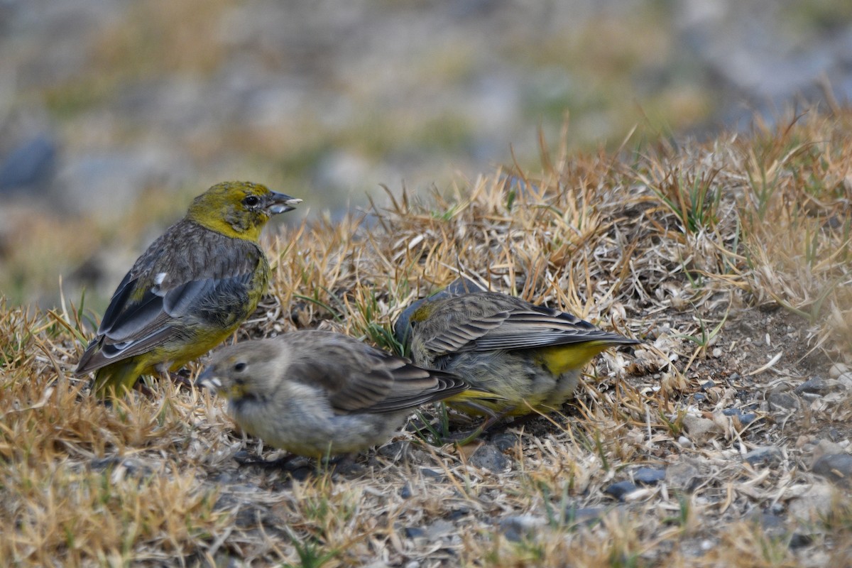 Bright-rumped Yellow-Finch - ML620765225