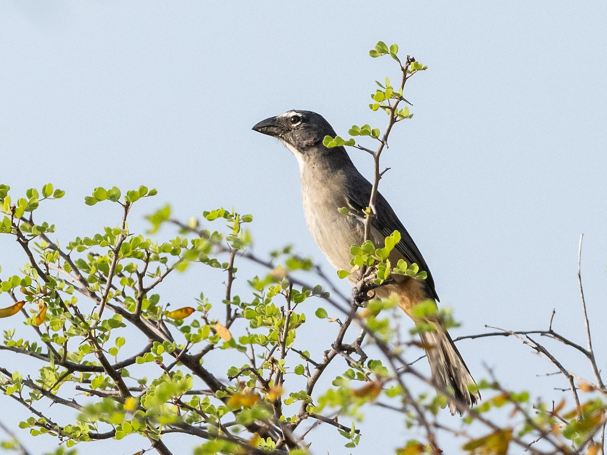 Pepitero Grisáceo del Caribe - ML620765226