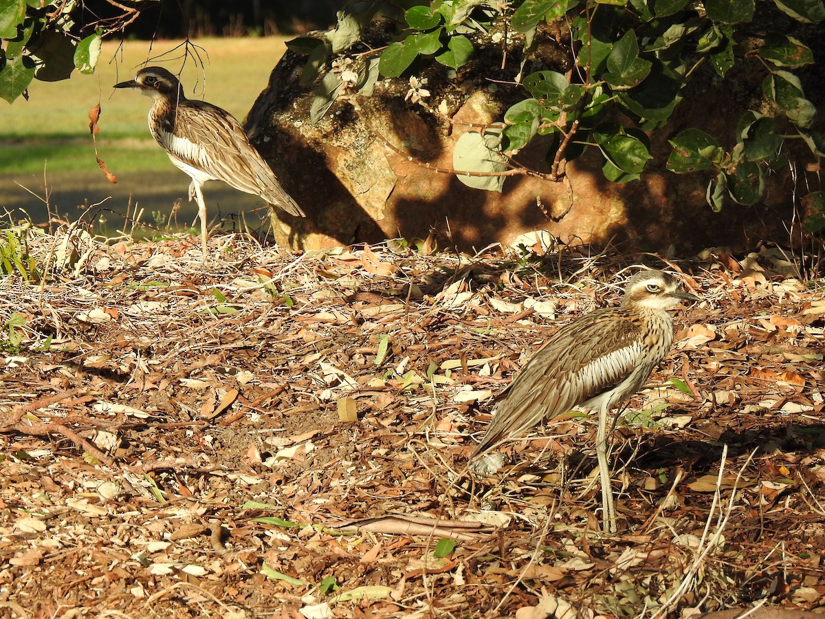 Bush Thick-knee - ML620765227