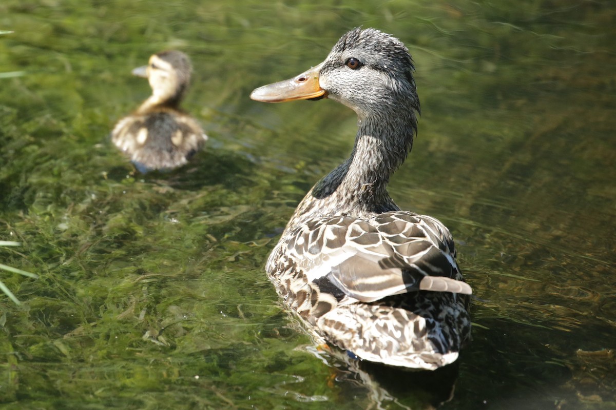 Canard colvert - ML620765228