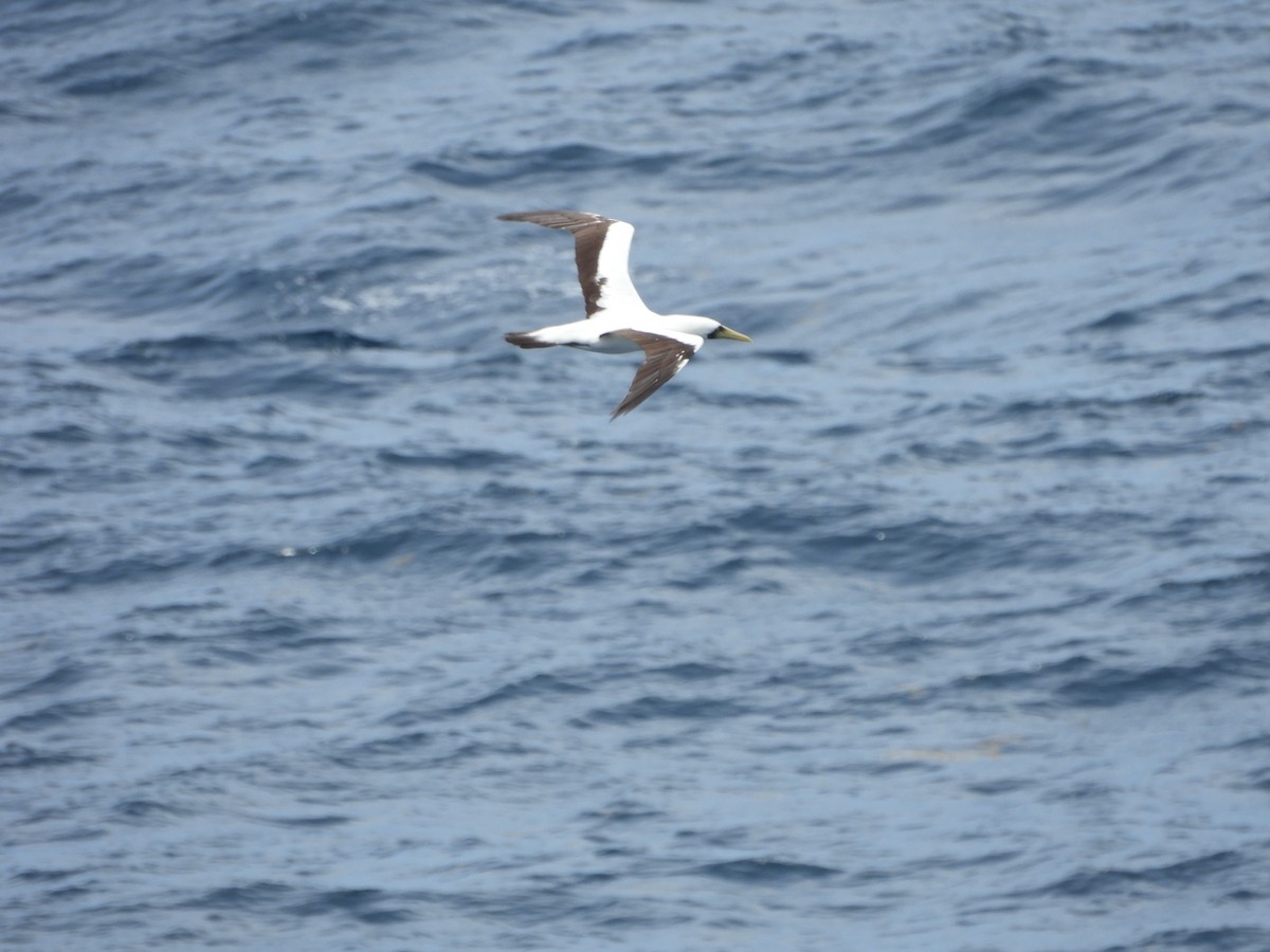 Masked Booby - ML620765229