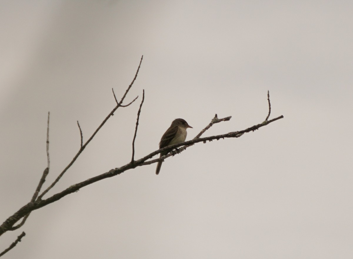 Alder Flycatcher - ML620765231