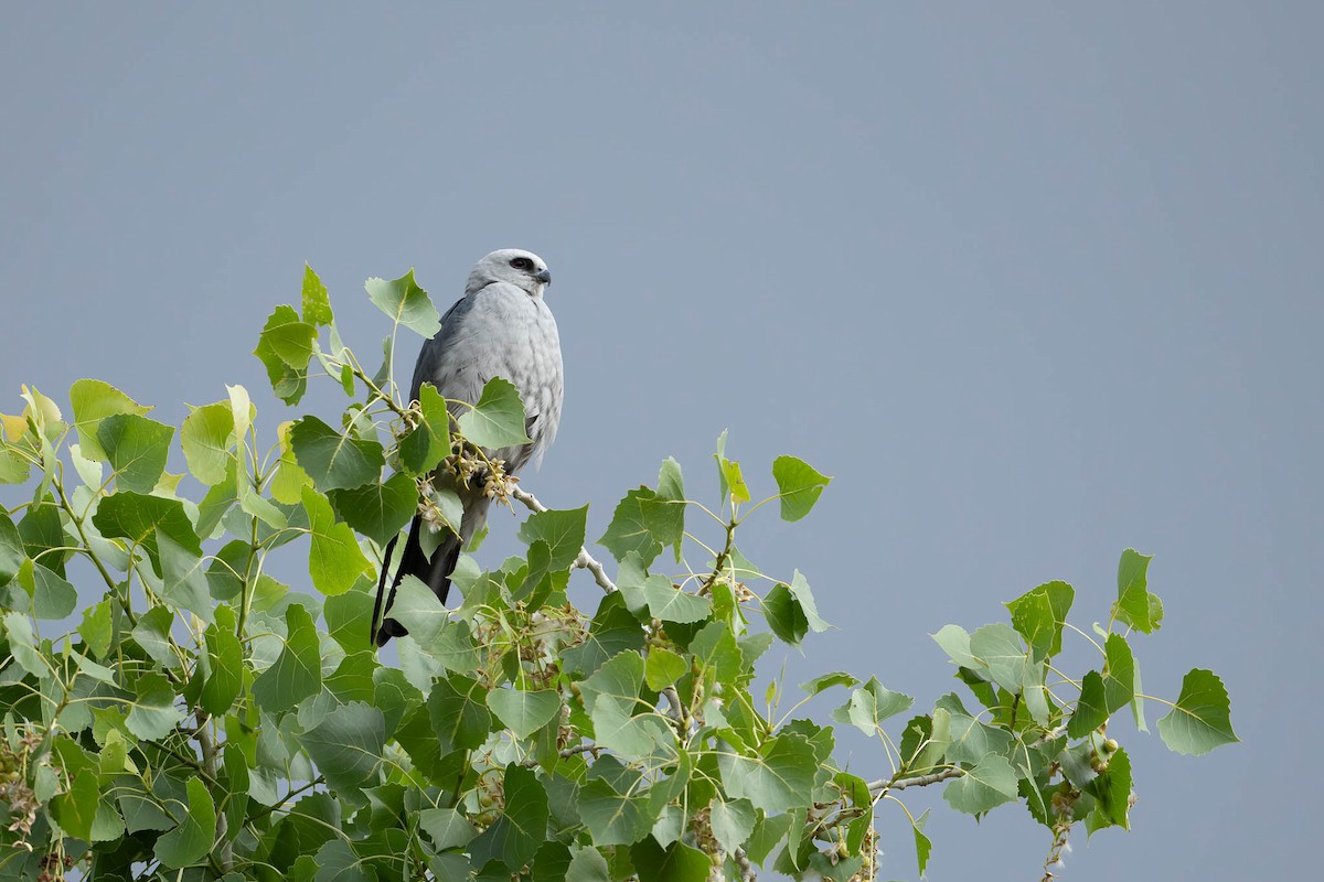 Mississippi Kite - ML620765232