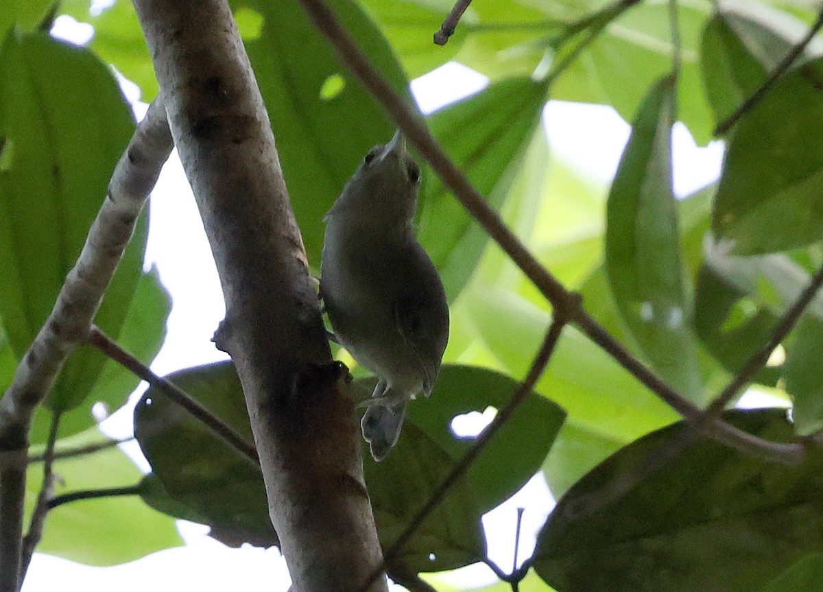 Gray Wren - ML620765235