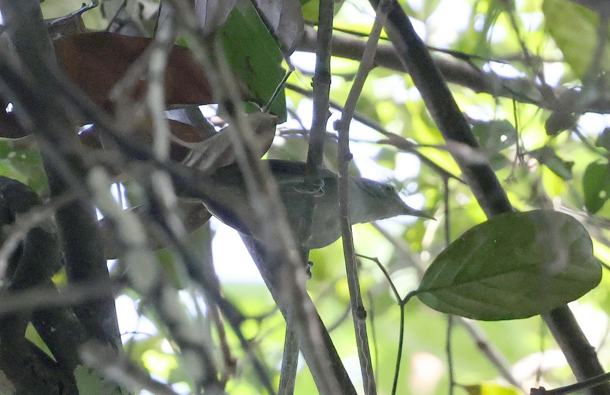 Gray Wren - ML620765236