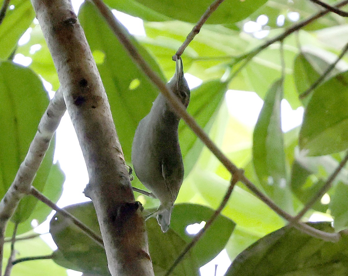 Gray Wren - Ashley Banwell