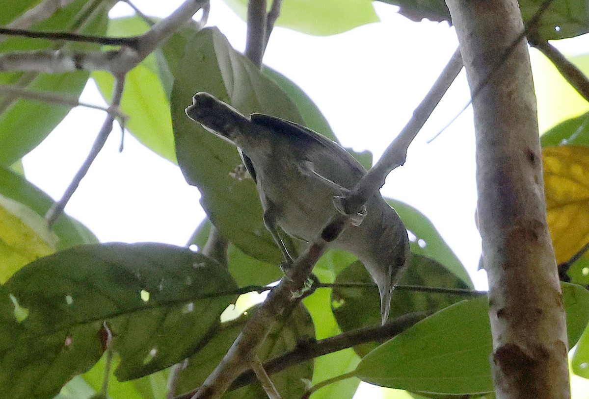 Gray Wren - ML620765238