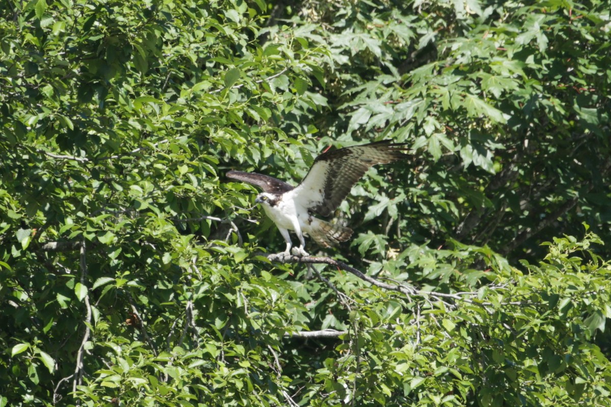 Balbuzard pêcheur - ML620765239