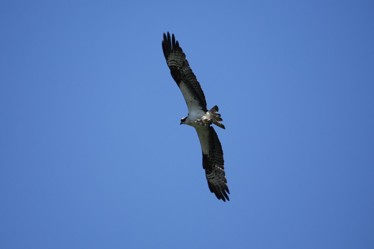 Balbuzard pêcheur - ML620765240