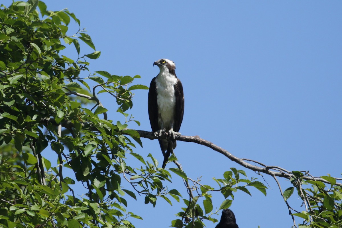 Balbuzard pêcheur - ML620765241