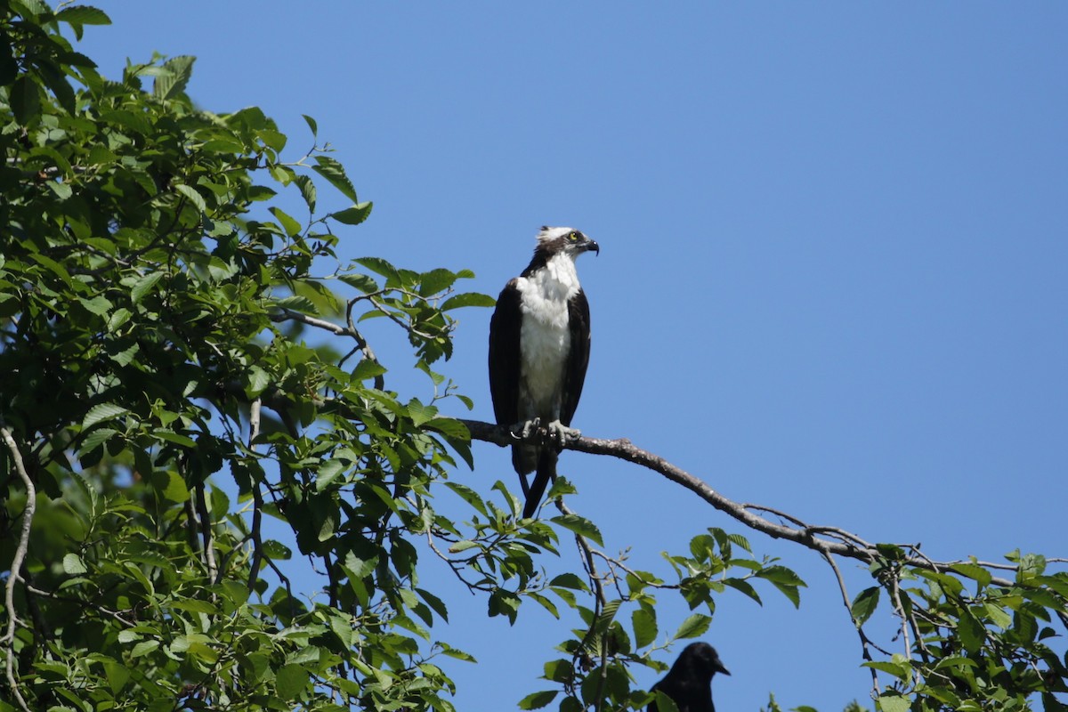 Osprey - ML620765243