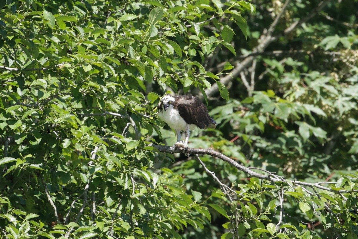 Balbuzard pêcheur - ML620765244