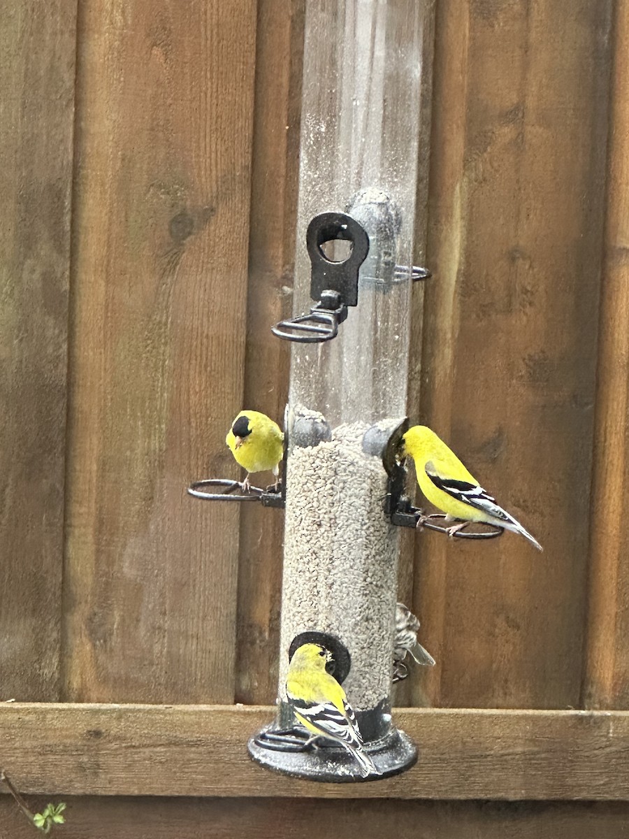 American Goldfinch - ML620765245