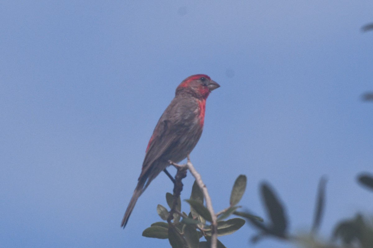 House Finch - ML620765247