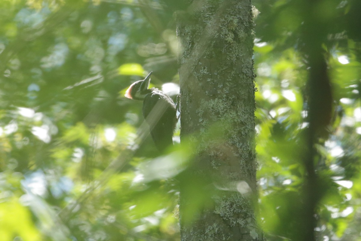 Pileated Woodpecker - Samuel Hain