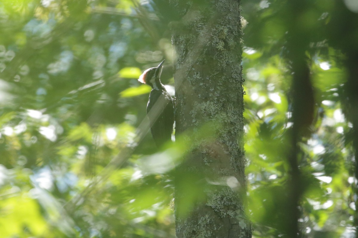 Pileated Woodpecker - ML620765250