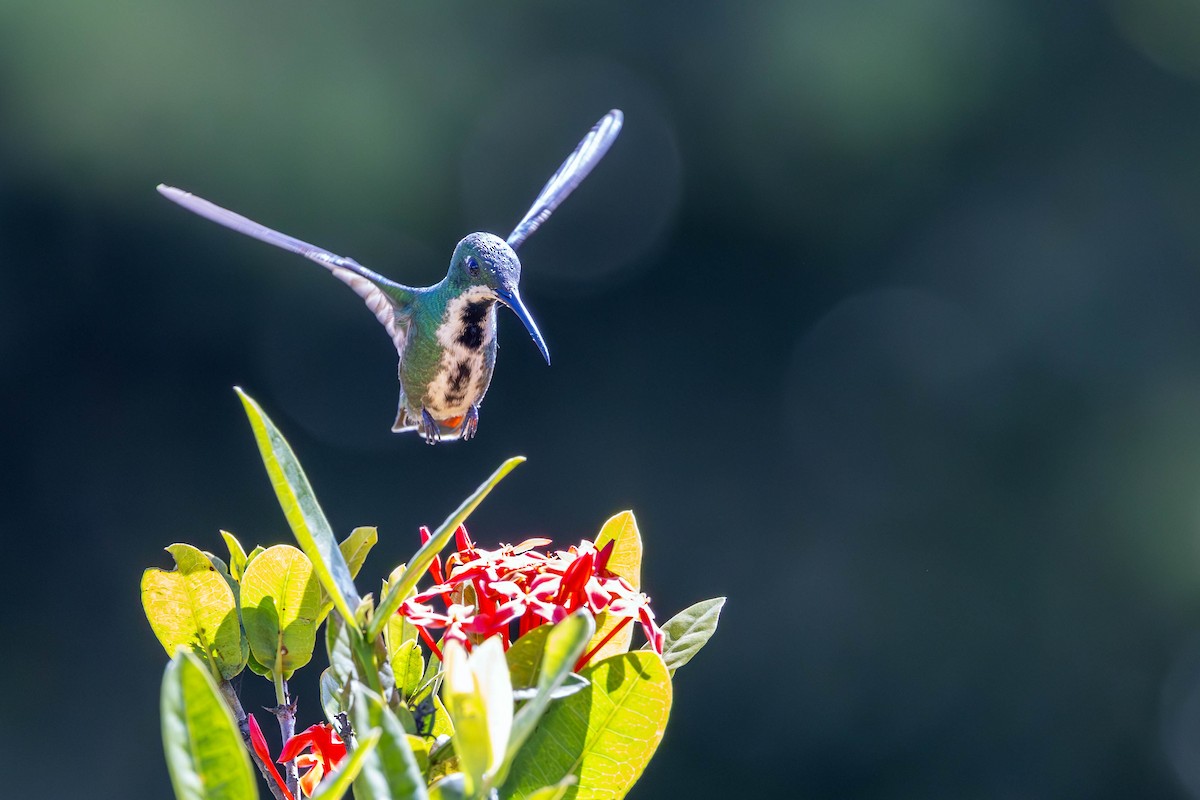 Schwarzbrust-Mangokolibri - ML620765254