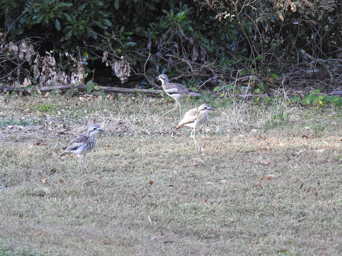 Bush Thick-knee - ML620765255