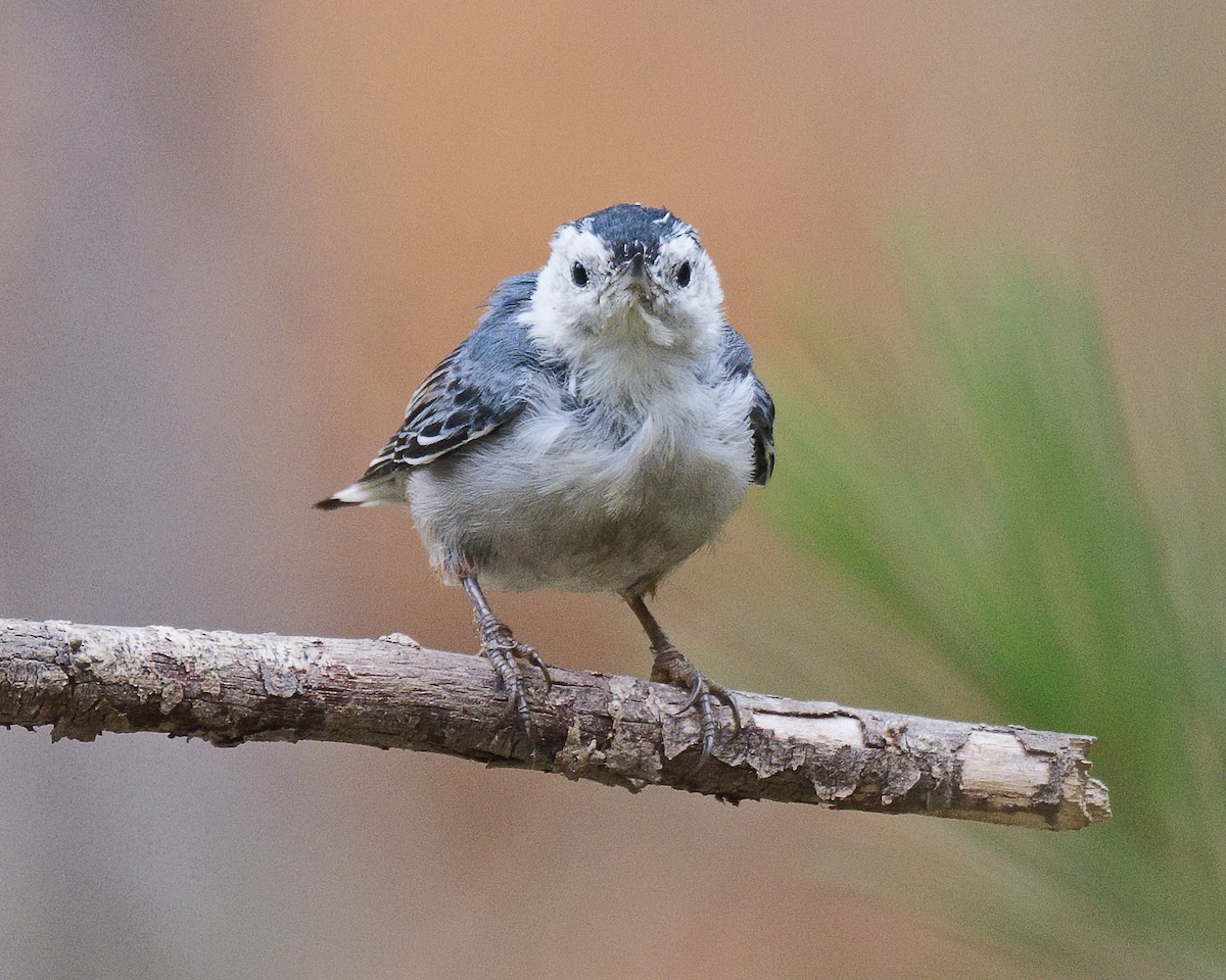 White-breasted Nuthatch (Pacific) - ML620765256