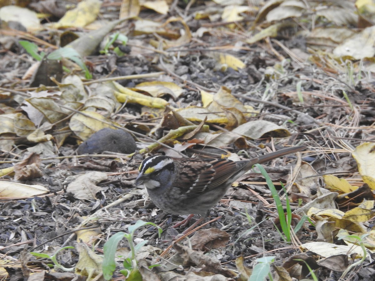 White-throated Sparrow - ML620765258
