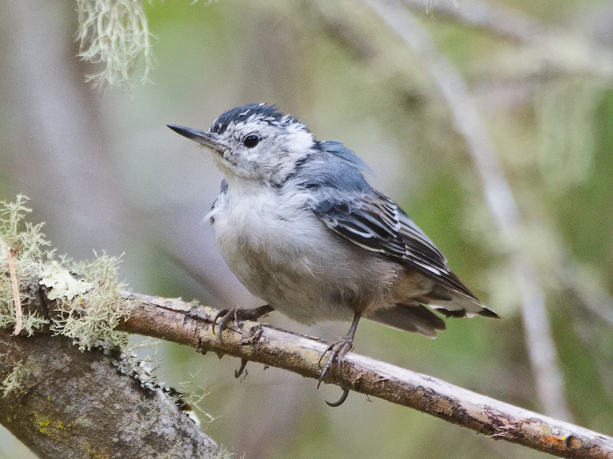 Trepador Pechiblanco (aculeata/alexandrae) - ML620765259